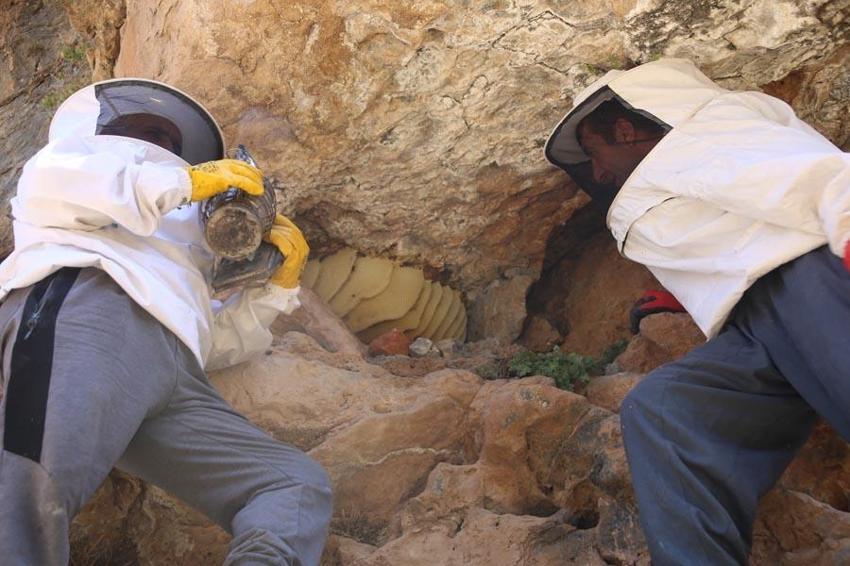 Hakkari'de Cilo Dağı'nın 3 bin rakımında çıkarıyor kilosunu 2 bin 500 TL’den satıyor!