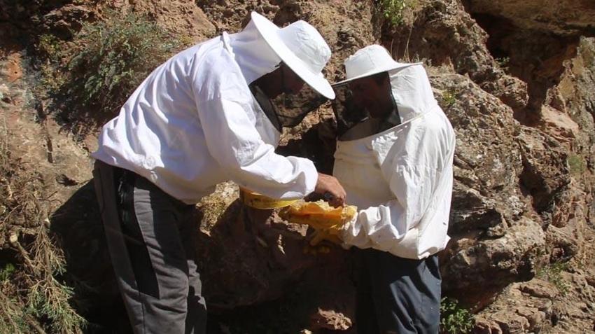 Hakkari'de Cilo Dağı'nın 3 bin rakımında çıkarıyor kilosunu 2 bin 500 TL’den satıyor!