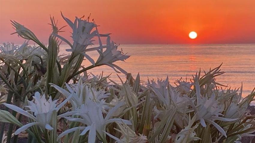 Kum zambakları çiçek açtı! Koparmanın cezası 244 bin TL