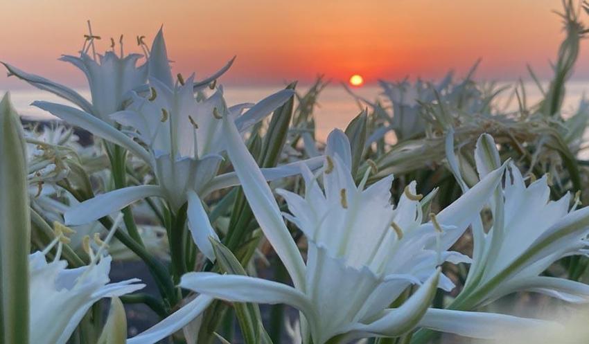 Kum zambakları çiçek açtı! Koparmanın cezası 244 bin TL