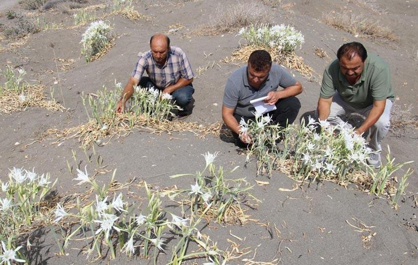 Kum zambakları çiçek açtı! Koparmanın cezası 244 bin TL