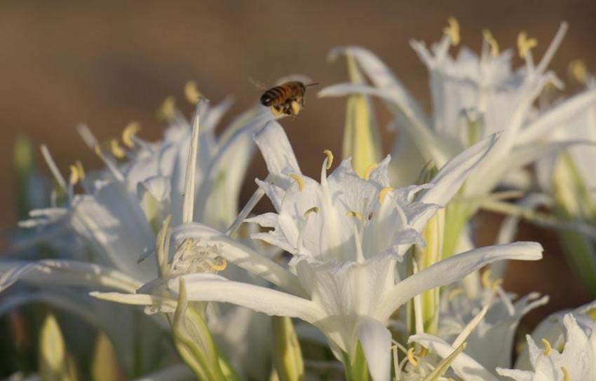 Kum zambakları çiçek açtı! Koparmanın cezası 244 bin TL