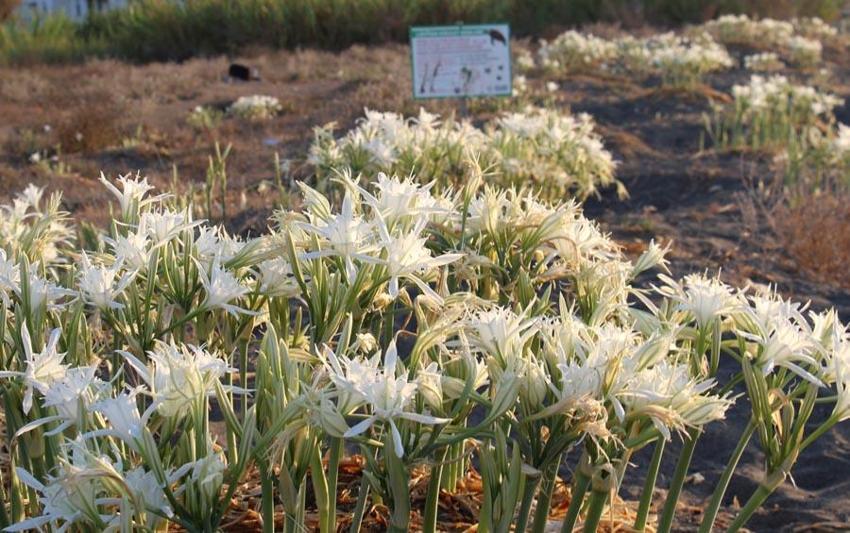 Kum zambakları çiçek açtı! Koparmanın cezası 244 bin TL