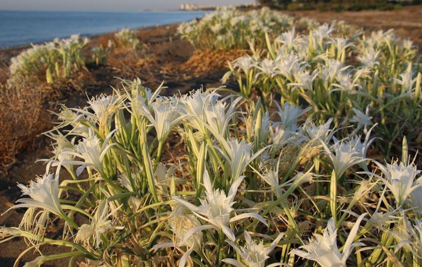 Kum zambakları çiçek açtı! Koparmanın cezası 244 bin TL