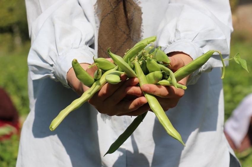 Van’ın eşsiz lezzeti ‘Gevaş fasulyesi’ tescillendi