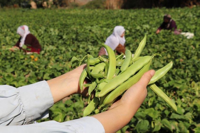 Van’ın eşsiz lezzeti ‘Gevaş fasulyesi’ tescillendi