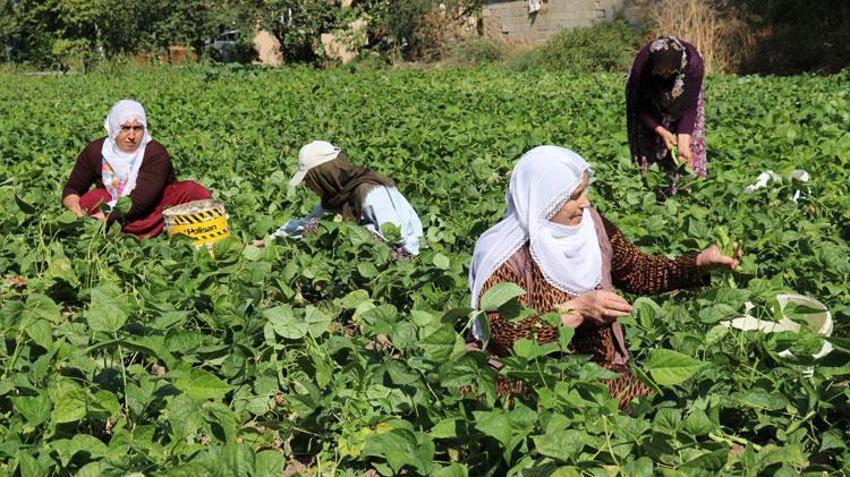 Van’ın eşsiz lezzeti ‘Gevaş fasulyesi’ tescillendi