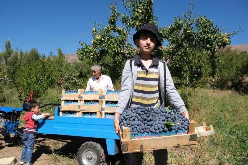 Cimin üzümü şifa deposu! Faydaları saymakla bitmiyor fiyatı 50 lira