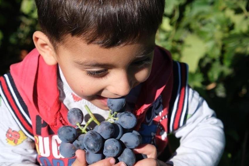 Cimin üzümü şifa deposu! Faydaları saymakla bitmiyor fiyatı 50 lira