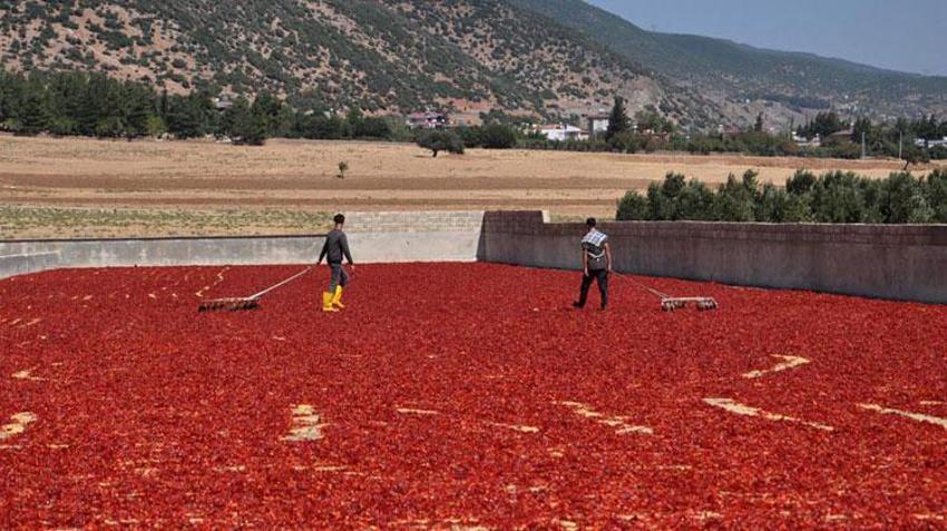 ‘Kırmızı altın’ 5 bin tarım işçisinin geçim kaynağı oldu!
