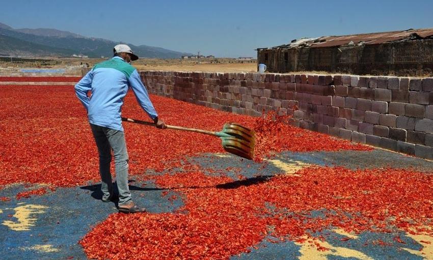 ‘Kırmızı altın’ 5 bin tarım işçisinin geçim kaynağı oldu!