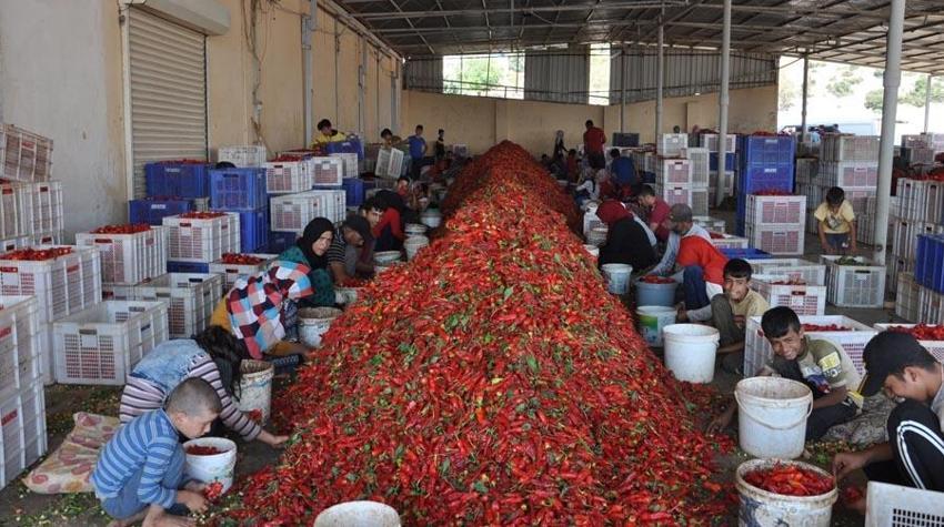 ‘Kırmızı altın’ 5 bin tarım işçisinin geçim kaynağı oldu!