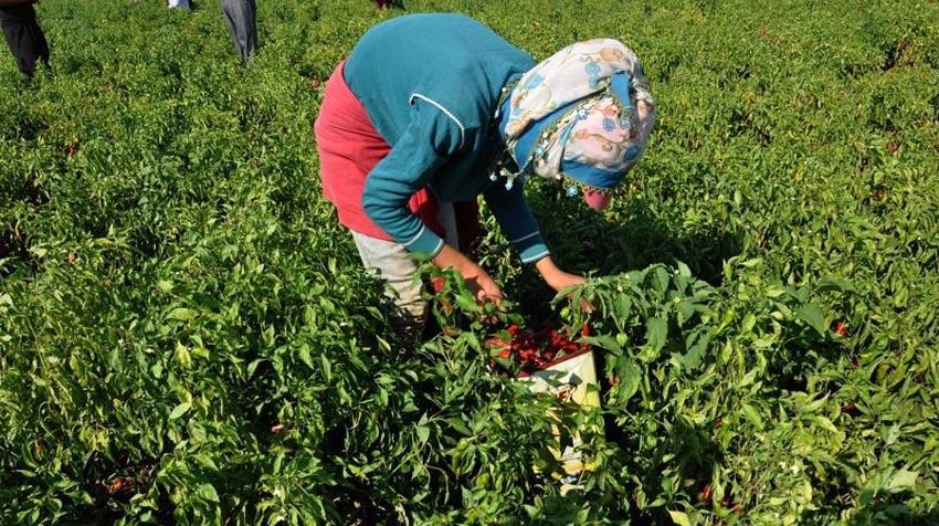 ‘Kırmızı altın’ 5 bin tarım işçisinin geçim kaynağı oldu!