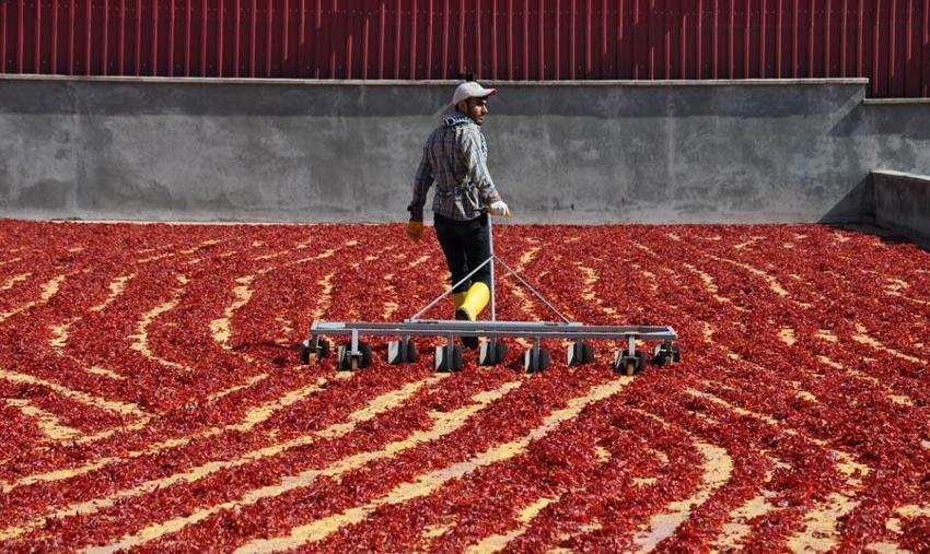‘Kırmızı altın’ 5 bin tarım işçisinin geçim kaynağı oldu!