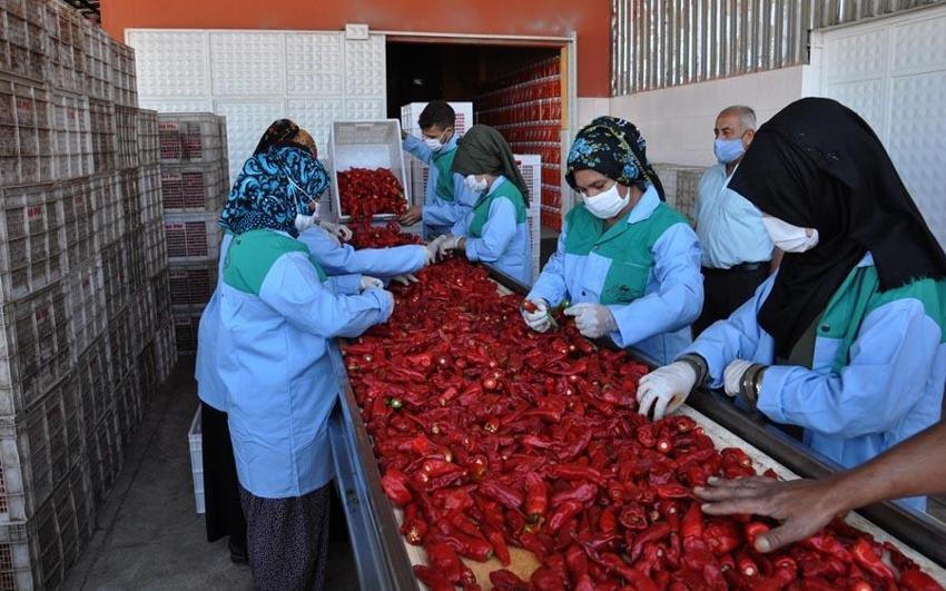‘Kırmızı altın’ 5 bin tarım işçisinin geçim kaynağı oldu!