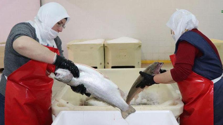 Cumhuriyet rekoru kırıldı! Türkiye'den 103 ülkeye somon ihracatı
