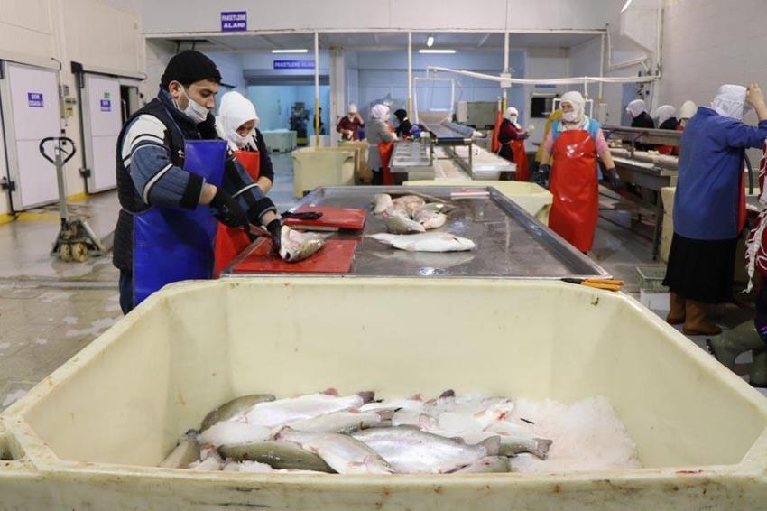 Cumhuriyet rekoru kırıldı! Türkiye'den 103 ülkeye somon ihracatı