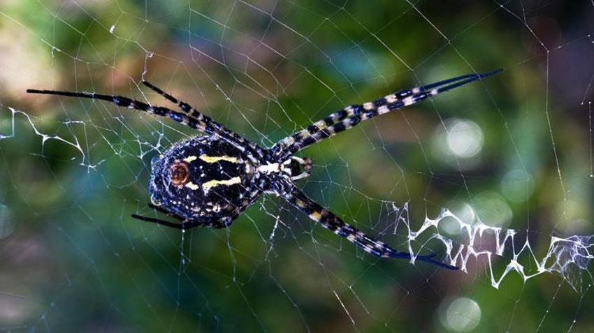 İklim krizi ölümcül örümcek türünü getirdi: Argiope lobata Türkiye'ye yayılıyor