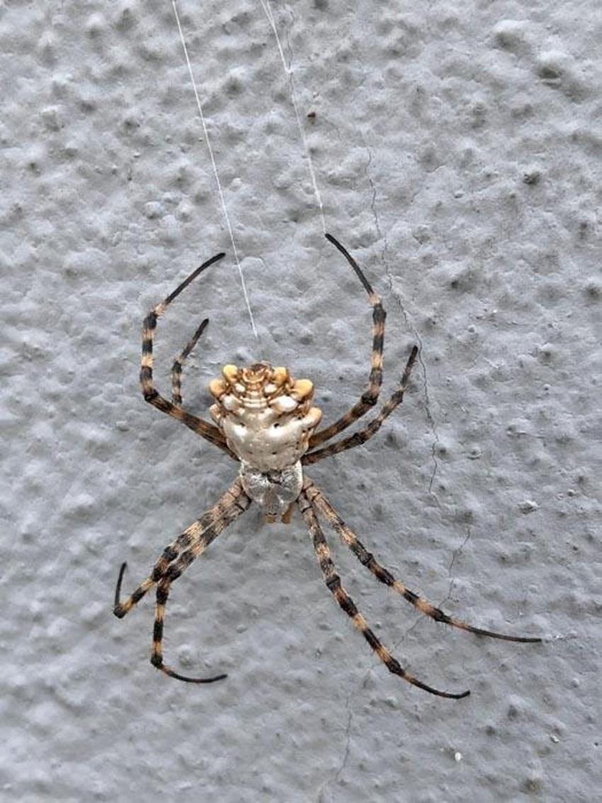 İklim krizi ölümcül örümcek türünü getirdi: Argiope lobata Türkiye'ye yayılıyor