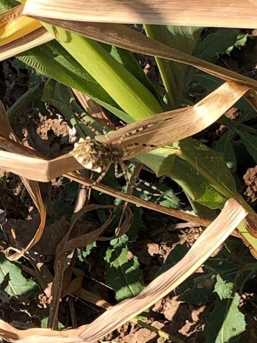 İklim krizi ölümcül örümcek türünü getirdi: Argiope lobata Türkiye'ye yayılıyor