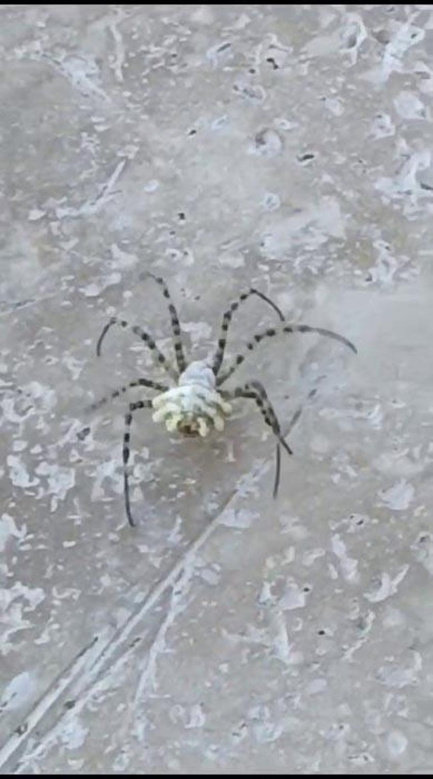 İklim krizi ölümcül örümcek türünü getirdi: Argiope lobata Türkiye'ye yayılıyor