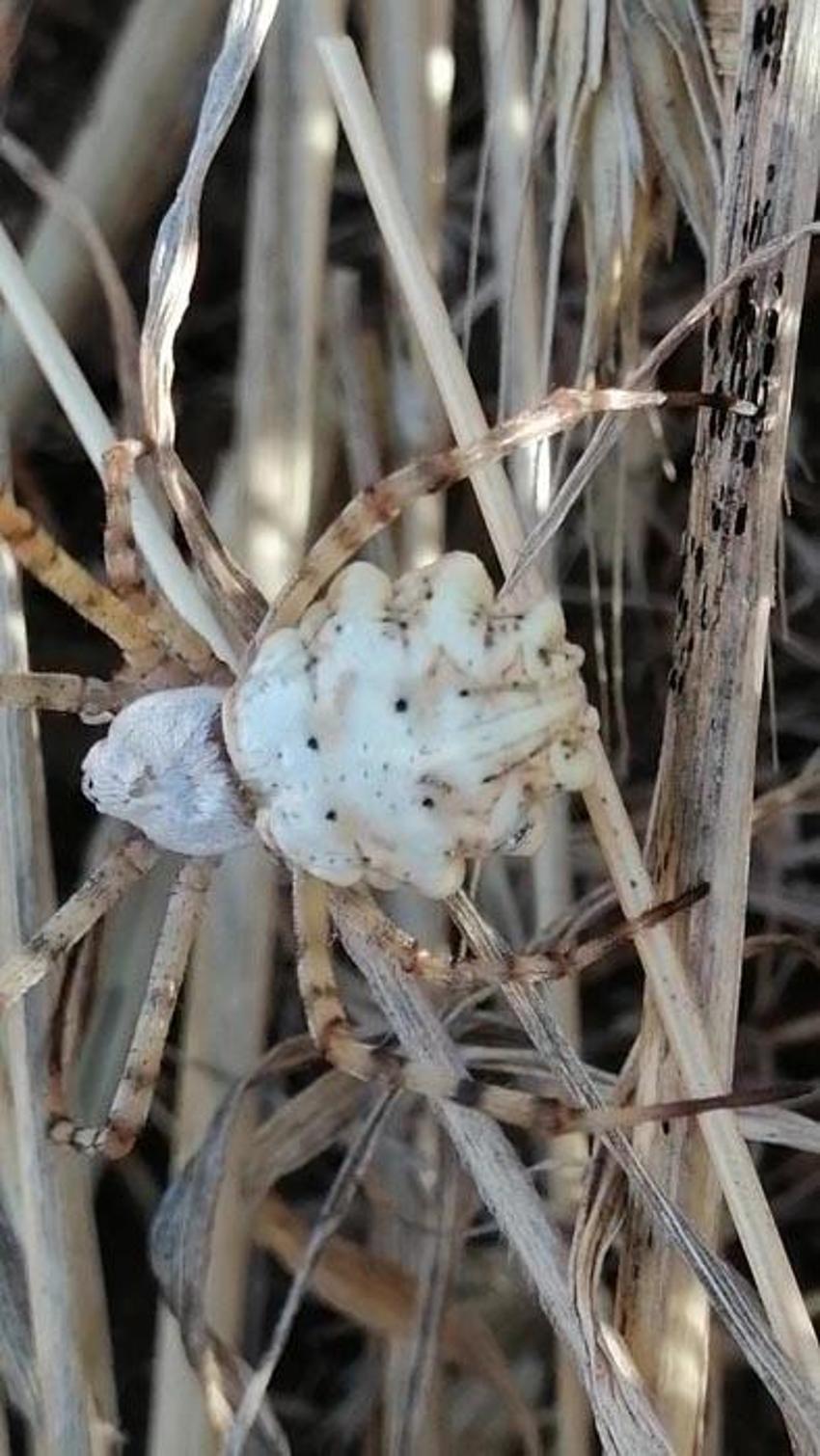 İklim krizi ölümcül örümcek türünü getirdi: Argiope lobata Türkiye'ye yayılıyor