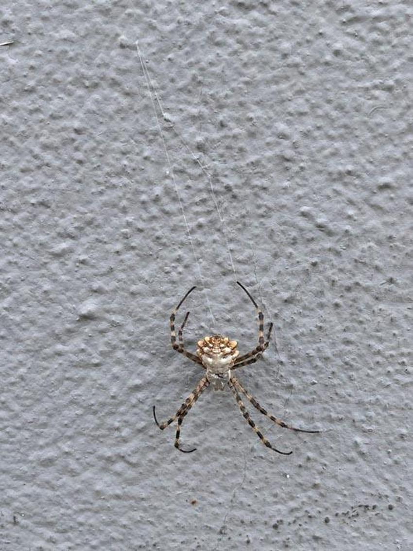 İklim krizi ölümcül örümcek türünü getirdi: Argiope lobata Türkiye'ye yayılıyor