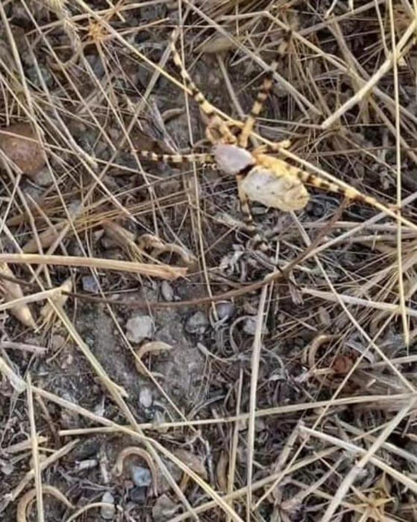 İklim krizi ölümcül örümcek türünü getirdi: Argiope lobata Türkiye'ye yayılıyor
