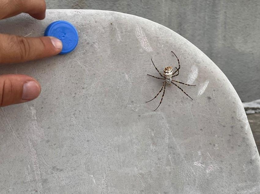 İklim krizi ölümcül örümcek türünü getirdi: Argiope lobata Türkiye'ye yayılıyor