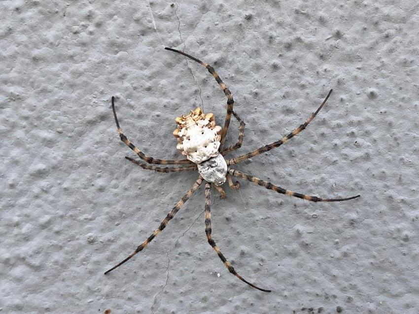 İklim krizi ölümcül örümcek türünü getirdi: Argiope lobata Türkiye'ye yayılıyor