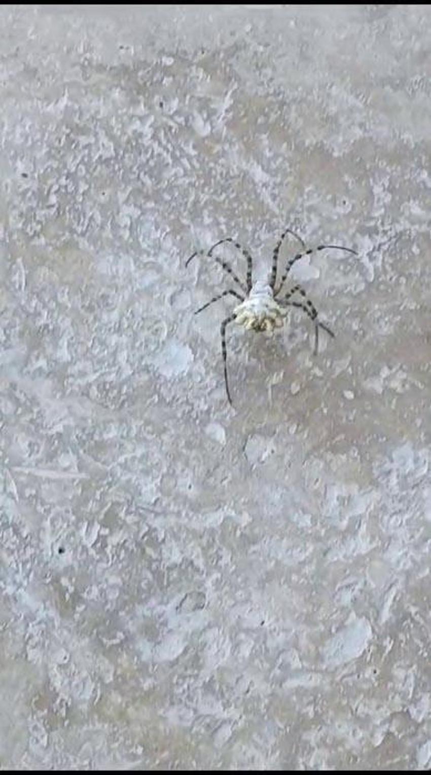 İklim krizi ölümcül örümcek türünü getirdi: Argiope lobata Türkiye'ye yayılıyor