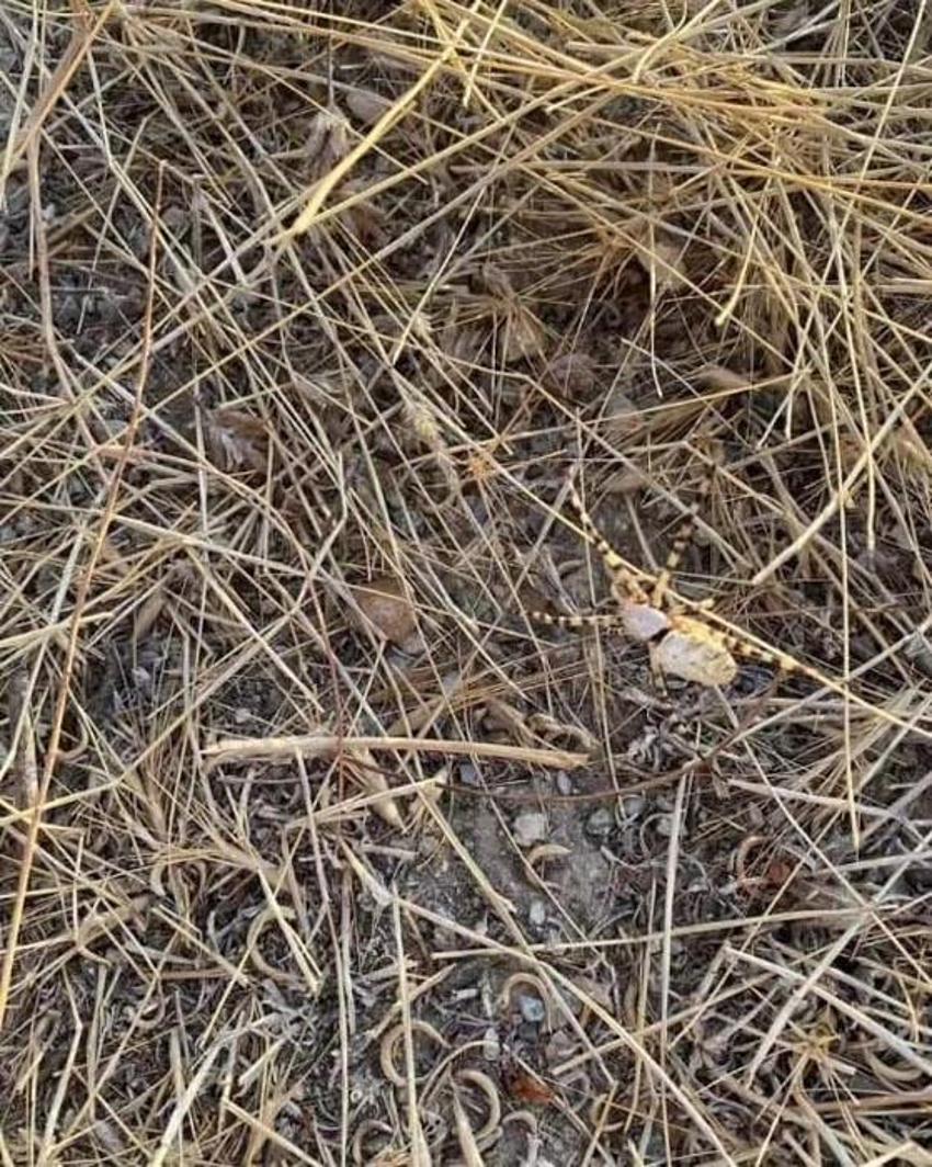 İklim krizi ölümcül örümcek türünü getirdi: Argiope lobata Türkiye'ye yayılıyor