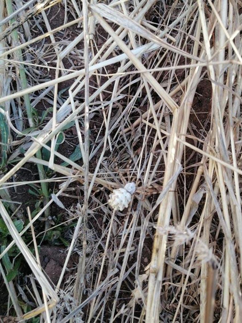 İklim krizi ölümcül örümcek türünü getirdi: Argiope lobata Türkiye'ye yayılıyor