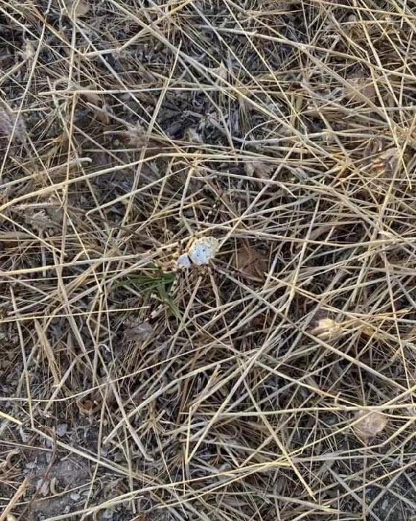 İklim krizi ölümcül örümcek türünü getirdi: Argiope lobata Türkiye'ye yayılıyor