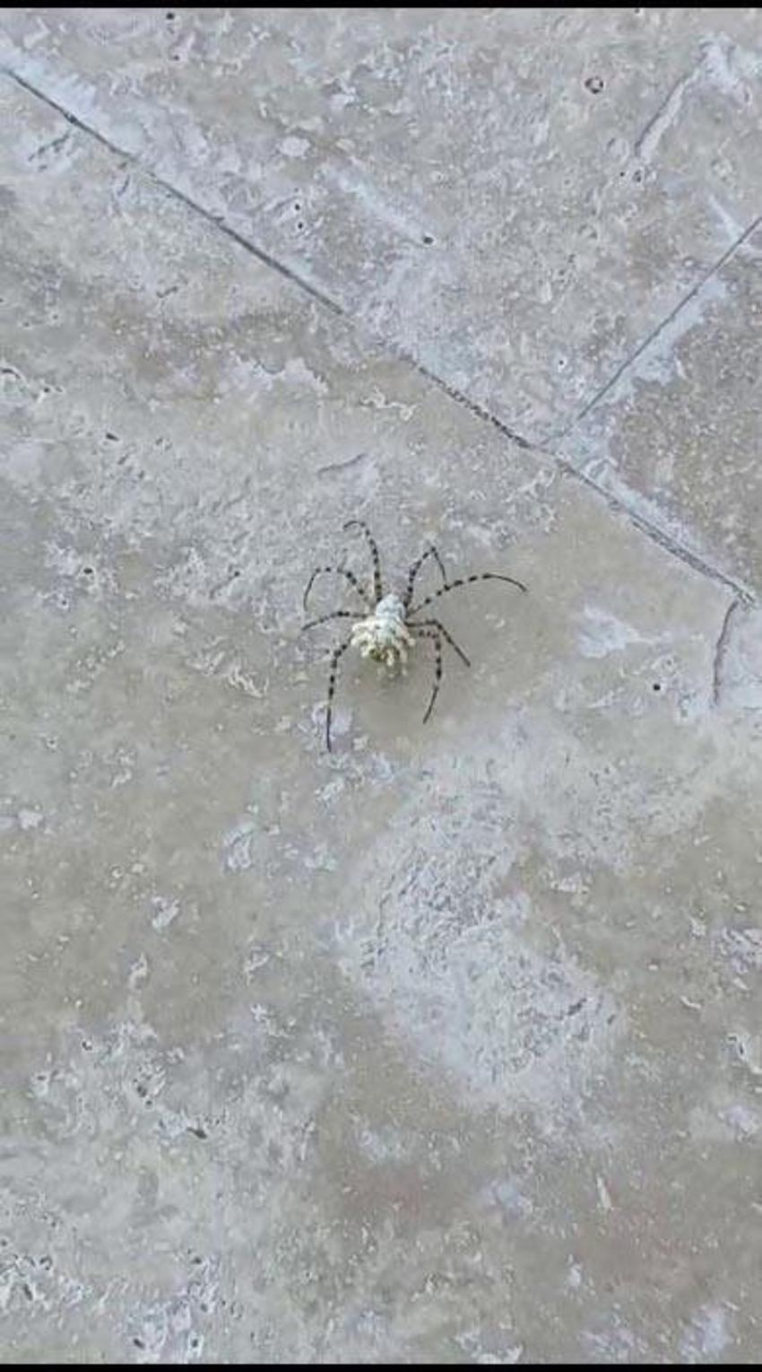 İklim krizi ölümcül örümcek türünü getirdi: Argiope lobata Türkiye'ye yayılıyor