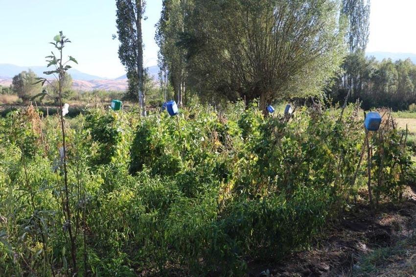 Köylüler korkudan tarlaya gidemiyor, karşılaşmamak için dua ediyorlar