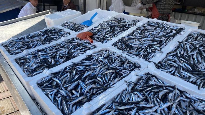 Balık fiyatları el yakıyor! Hamsi, palamut, istavrit... Kilosu 150 liradan başlıyor