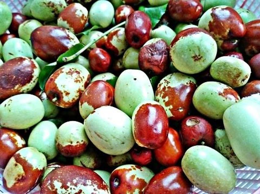 Şifa kaynağı! 'Hünnap tüketen doktora gitmiyor'