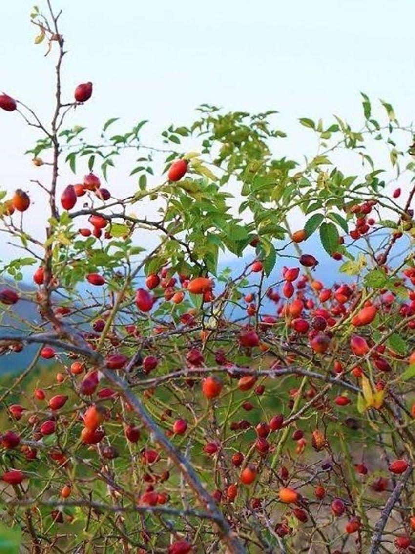 Doğal şifa kaynağı ve deposu kuşburnu enfeksiyonlara ve soğuk algınlığına karşı vücudu güçlendiriyor