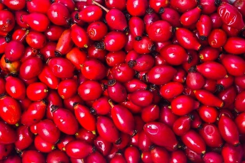 Doğal şifa kaynağı ve deposu kuşburnu enfeksiyonlara ve soğuk algınlığına karşı vücudu güçlendiriyor