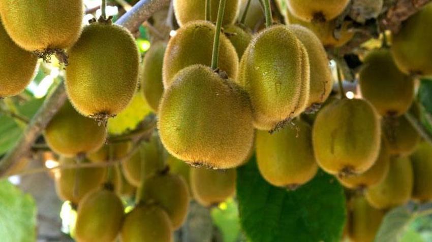 Rekoltenin yarı yarıya düştüğü Ordu kivisinin fiyatı belirlendi: 90 gram üstü 20 TL