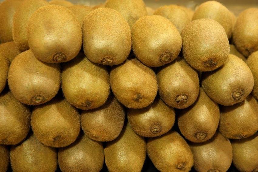 Rekoltenin yarı yarıya düştüğü Ordu kivisinin fiyatı belirlendi: 90 gram üstü 20 TL