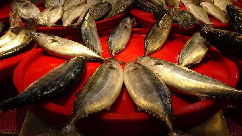 Sonunda tezgahlardaki yerini aldı! Tanesi 150 lira