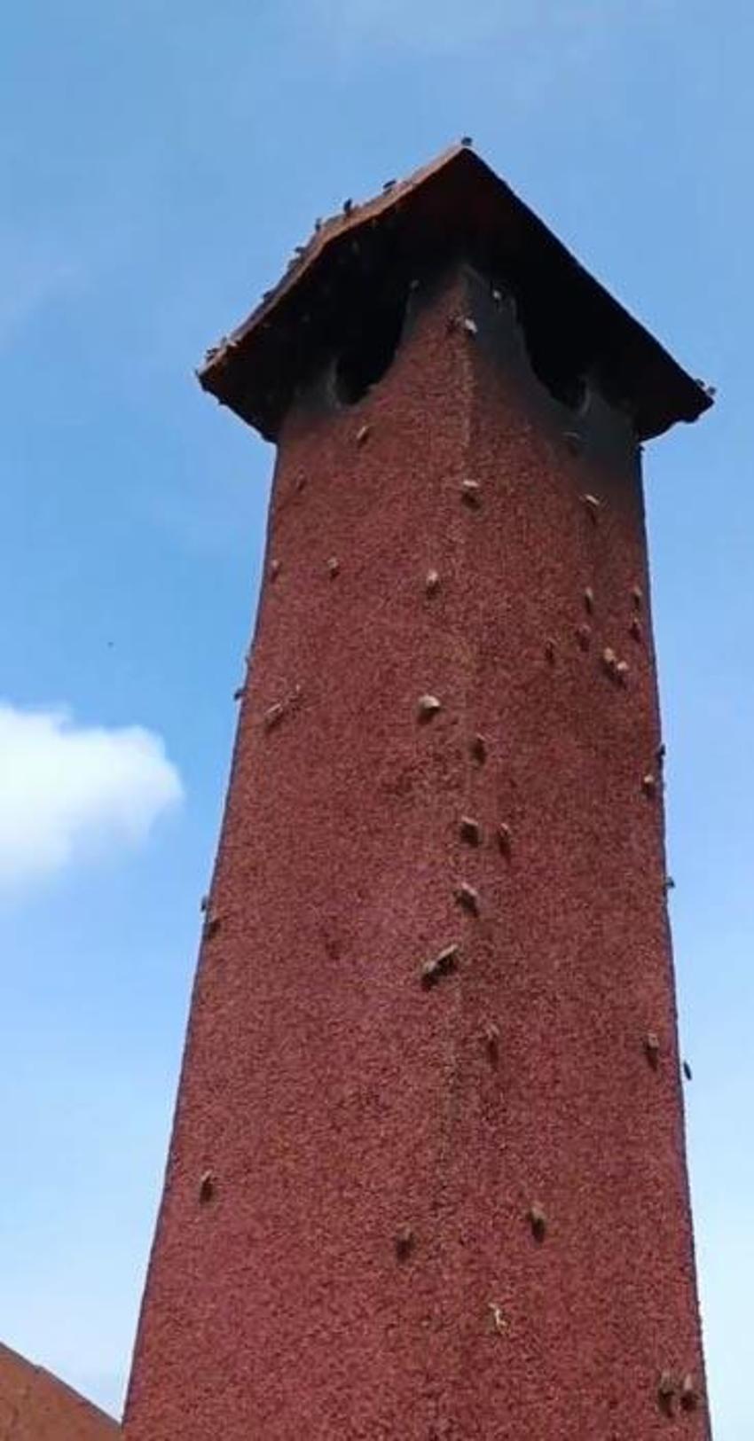 Kabus durdurulamıyor bir çift 14 bin yumurta bırakıyor! Uzman isim uyardı: Bizi bir felaket bekliyor