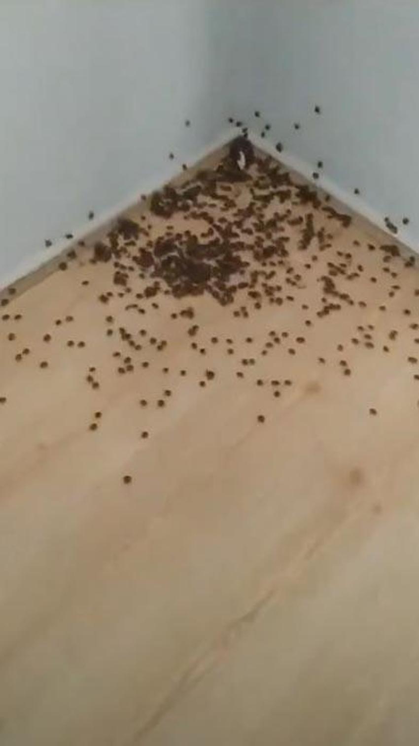Kabus durdurulamıyor bir çift 14 bin yumurta bırakıyor! Uzman isim uyardı: Bizi bir felaket bekliyor