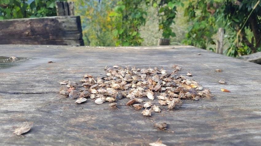 Kabus durdurulamıyor bir çift 14 bin yumurta bırakıyor! Uzman isim uyardı: Bizi bir felaket bekliyor