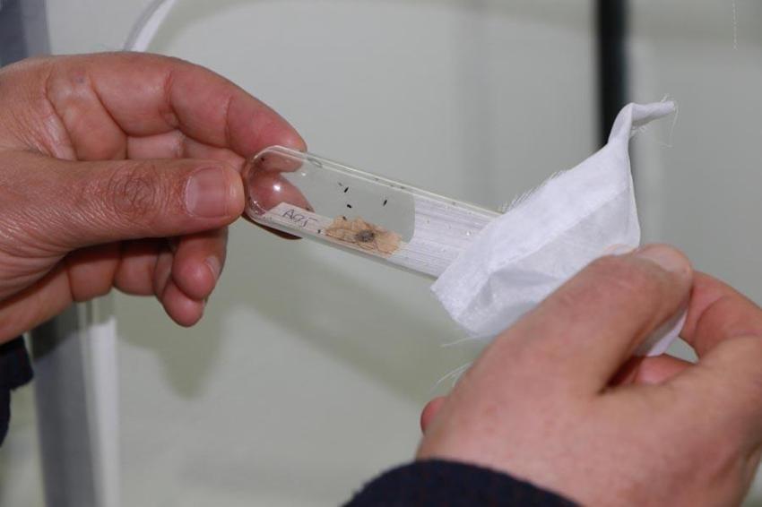 Kabus durdurulamıyor bir çift 14 bin yumurta bırakıyor! Uzman isim uyardı: Bizi bir felaket bekliyor