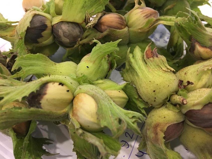 Kabus durdurulamıyor bir çift 14 bin yumurta bırakıyor! Uzman isim uyardı: Bizi bir felaket bekliyor