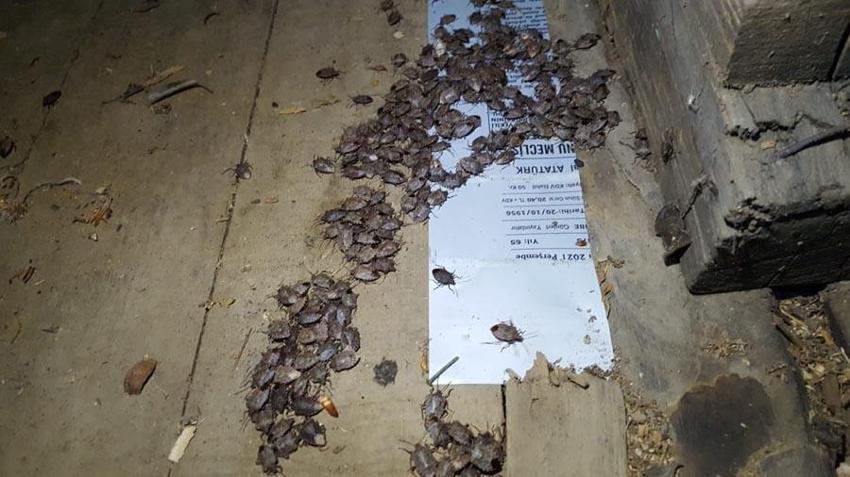 Kabus durdurulamıyor bir çift 14 bin yumurta bırakıyor! Uzman isim uyardı: Bizi bir felaket bekliyor