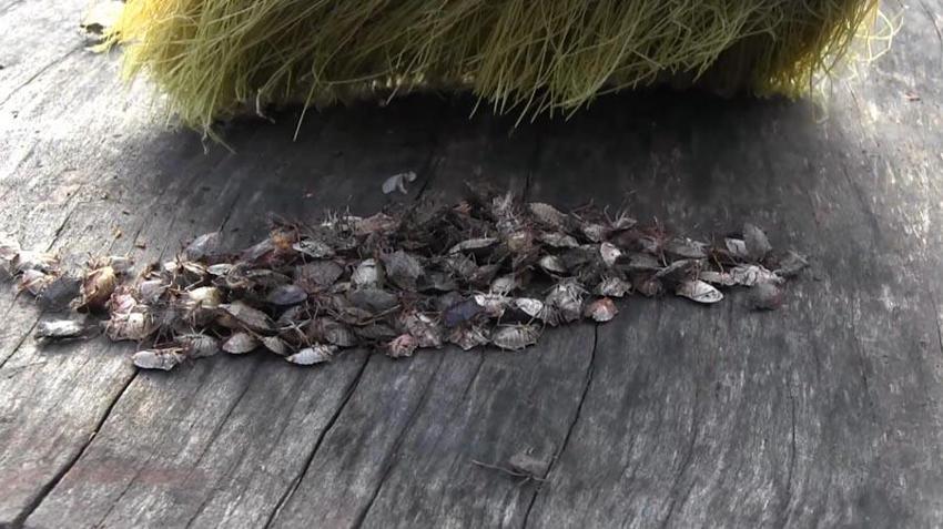 Kabus durdurulamıyor bir çift 14 bin yumurta bırakıyor! Uzman isim uyardı: Bizi bir felaket bekliyor